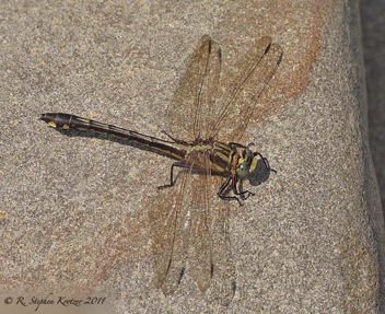 Gomphurus septima, female